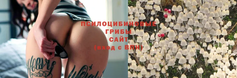 Псилоцибиновые грибы Psilocybe  Шахты 